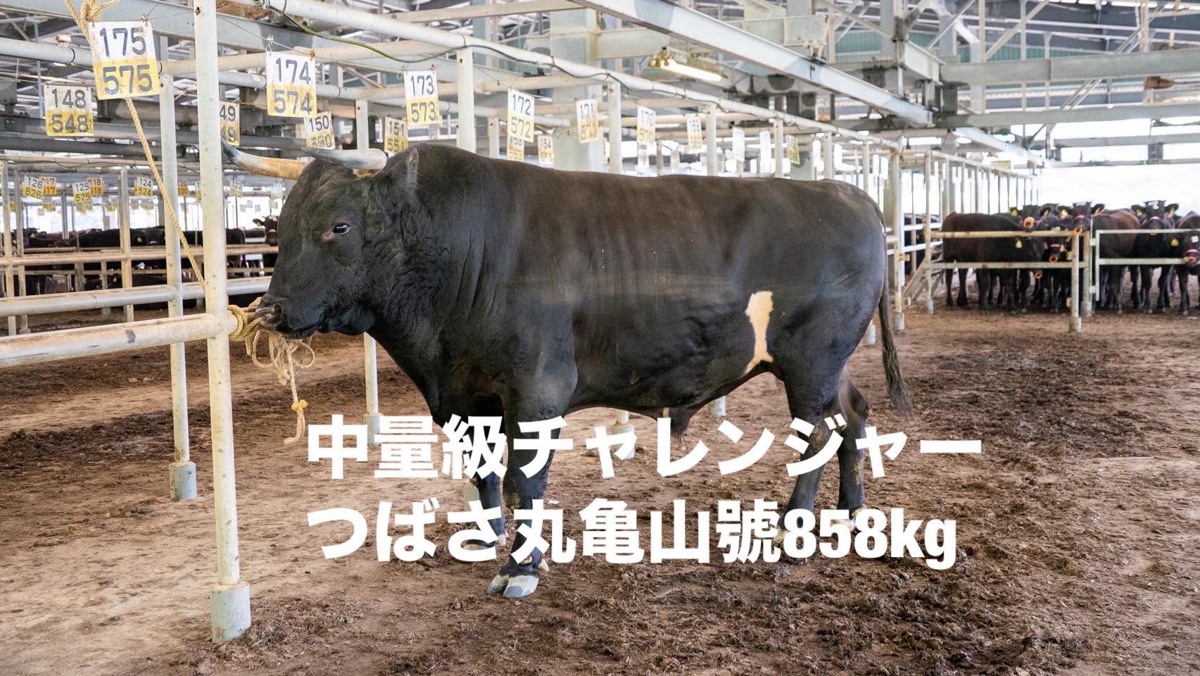 tsubasamarukameyamago